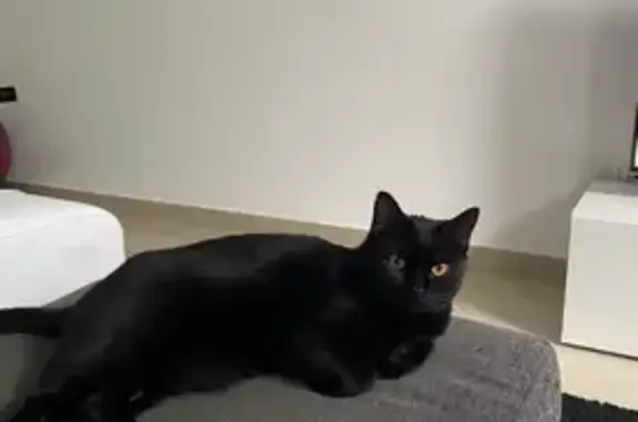 Gato negro perdido en Illescas - Ojos amarillos