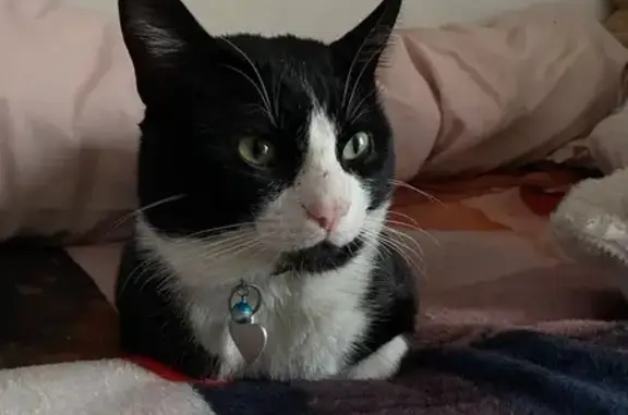 Gato Perdido: Collar Rosa en Almensilla