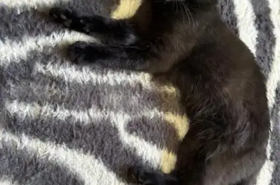 Chat noir-brun perdu, tâche blanche, Contamine - photo