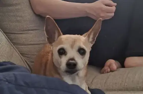 Lost Light Brown Chihuahua Mix in Kenosha