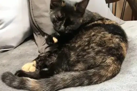 Chat perdu, , photo: Chat Écaille de tortue perdu à Corps-Nuds