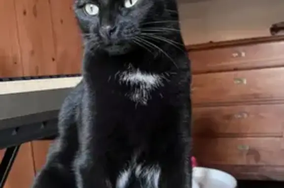 Chat perdu, Camaret-sur-Aigues, photo: Chatte noire perdue, épileptique, Camaret