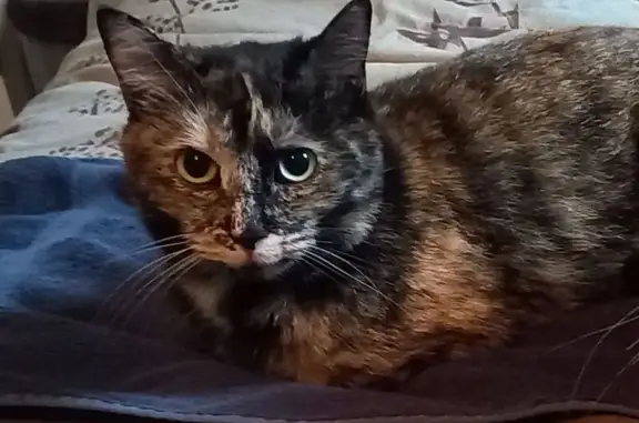 Chatte écaille perdue, Rue du Béarn, Nousty - photo