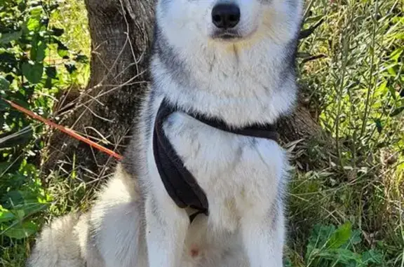 Chien perdu Solliès-Toucas, photo : Chien peluche fugueur à Solliès-Toucas