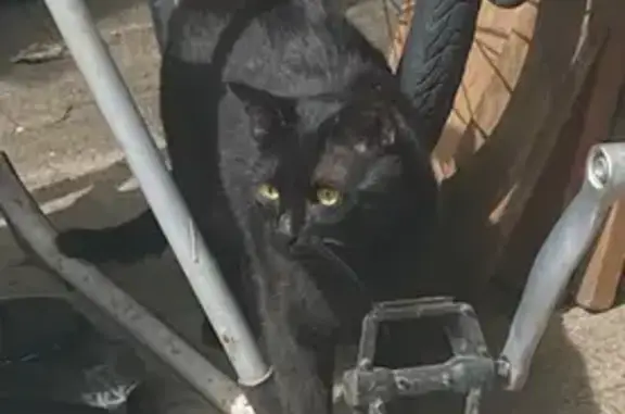 Chat trouvé Oberhoffen-sur-Moder, photo: Chat noir sociable trouvé à Oberhoffen