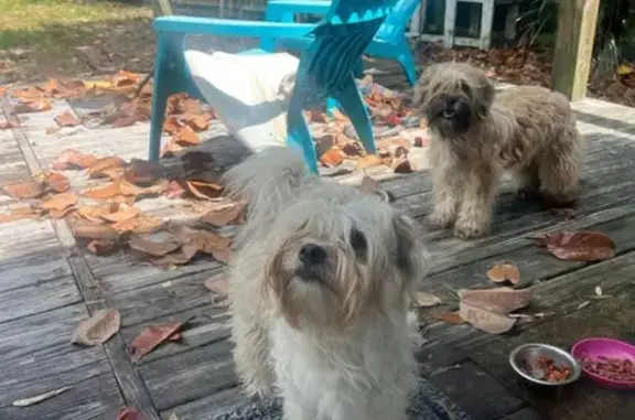 Found Dog on Eventide Dr, Gulf Breeze
