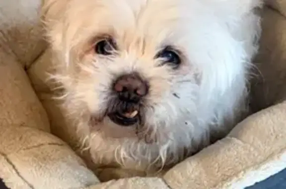 Lost White Male Dog on N. Keeler Ave
