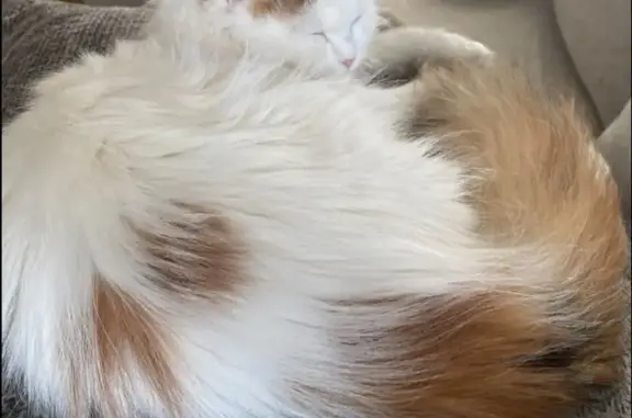 Lost Calico Cat: Brown Ears & Tail, Troy Ave