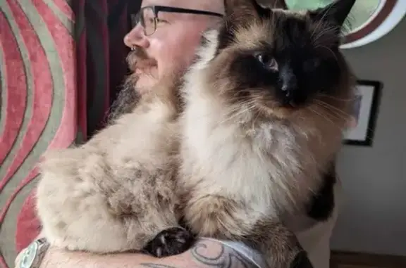 Lost Ragdoll Cat: Sealpoint, Microchipped