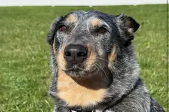 Lost Dog: Purple Collar, North Rexford St