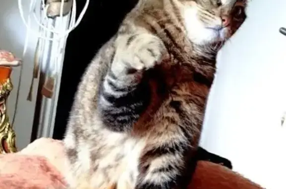 Animaux perdus L'Île-Rousse, photo: Chat perdu : Marron Tigré, 7 ans, L'Île-Rousse
