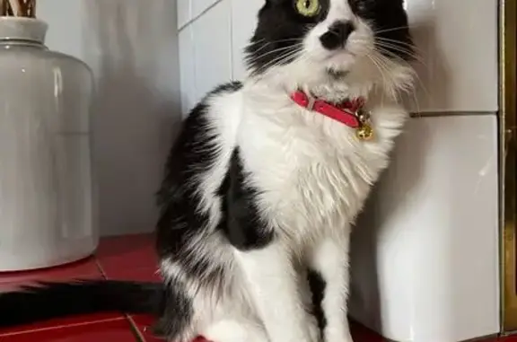 Animaux perdus Heyrieux, photo: Chat perdue, œil masqué, Heyrieux
