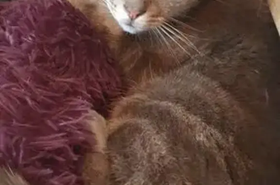 Chat perdu, Dieulouard, photo: Chat perdu, yeux verts, tigré marron, Dieulouard