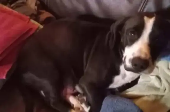Lost Dog: Feisty, Sweet, Black Mark