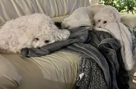 Lost Maltipoo: White with Tan Streaks