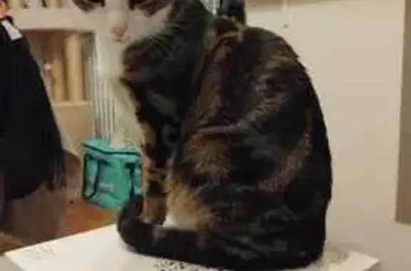 Animaux perdus Clamart, photo: Chat tigré perdu, peureux, Clamart