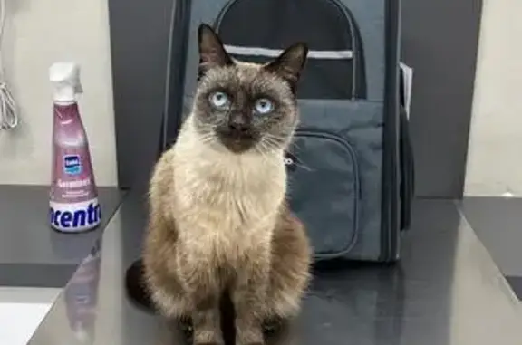 Se Busca: Gata Siamesa Perdida en Torrelles