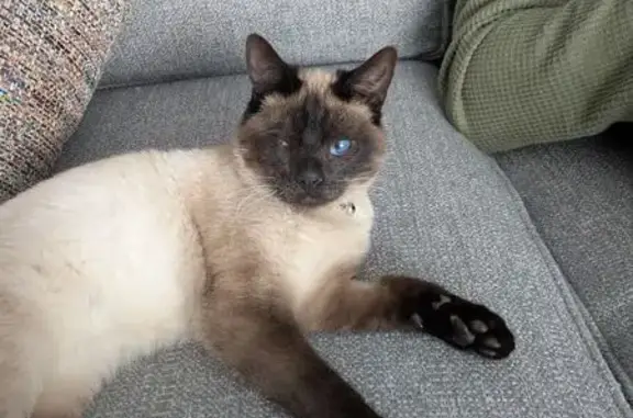 Lost Siamese Cat: Lilac Collar, Riverton