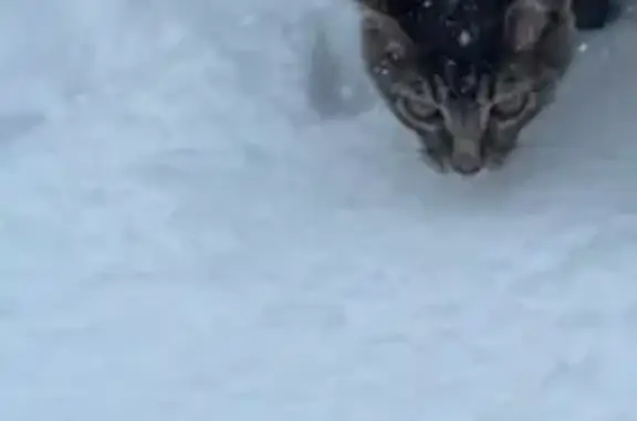 Lost Grey Tabby Cat in Hendersonville