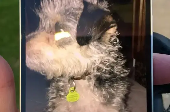 Perro Perdido: Yorki Gris en Sevilla