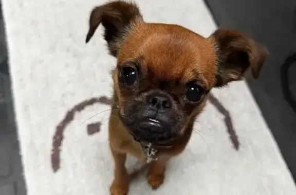 Lost Dog Mongo: Help Find Him Fast!