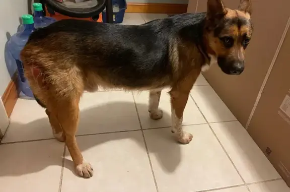 Lost German Shepherd: Tehdee, 4, Missing