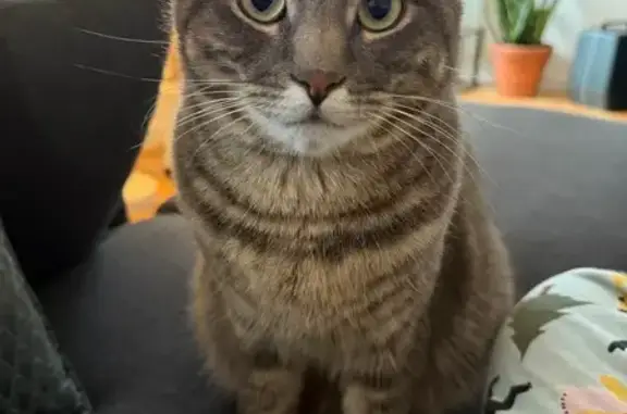 Missing Grey Tabby Near Main & Lavallee