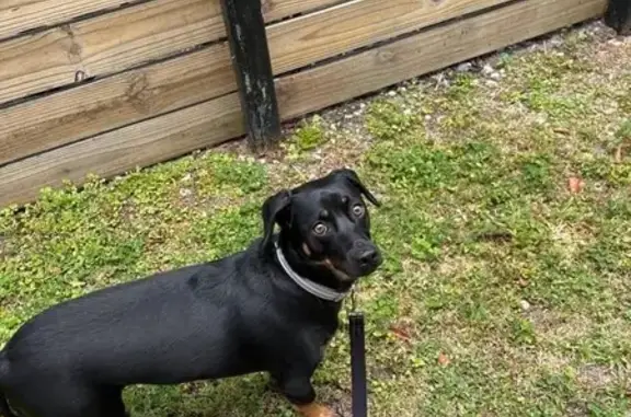 Lost Dog: Black with Brown Paws, Miami