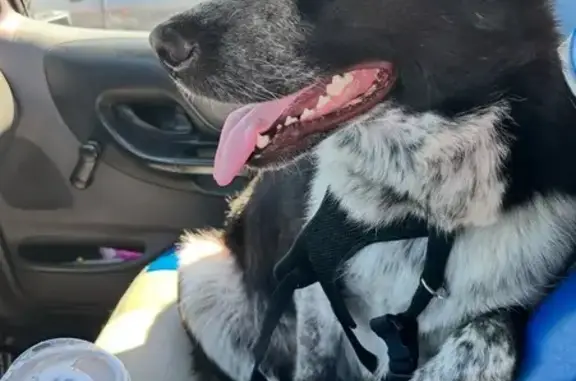 Lost Dogs: 3 Female Shepherds in Kerman
