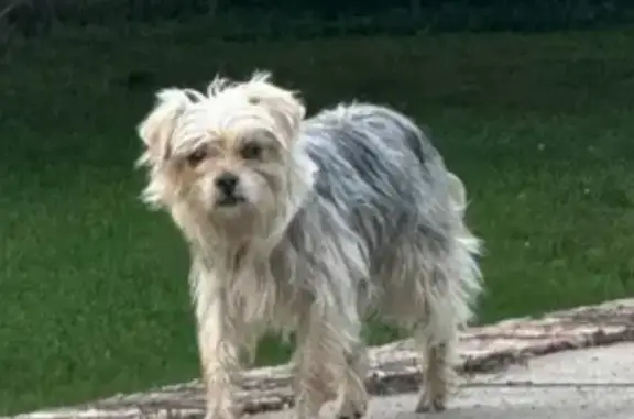Lost Rat Terrier: Brown & Grey Mix Found