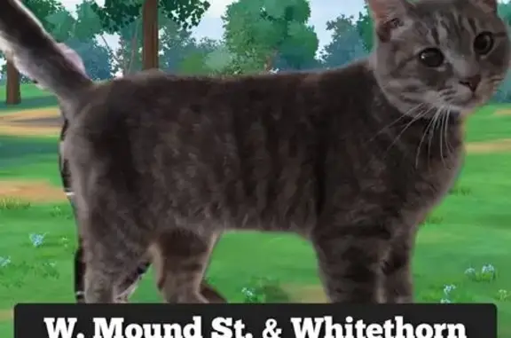 Found Young Grey Cat on West Mound St