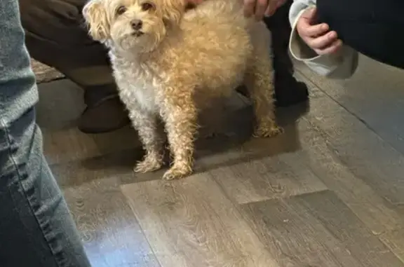 Found Tan Poodle Mix on Burns Drive