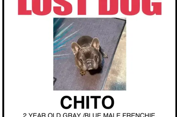 Lost French Bulldog on Grand Ave, SJ