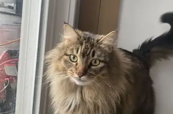 Help Find Ari: Missing Cat in Edgewood