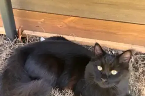 Lost Calm Black Cat on South 3rd St