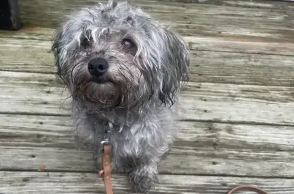 Lost Dog: Gray/White, Seen in Dracut Area