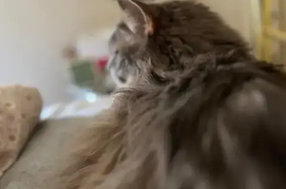 Lost: 6-Toed Grey Cat on 3rd Ave N