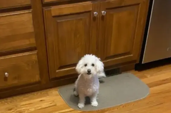Lost Dog: White with Ginger, Liam St.