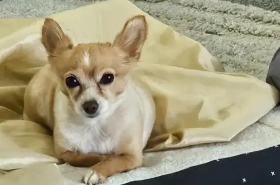 Lost Dog: Shy & Friendly in Buckner