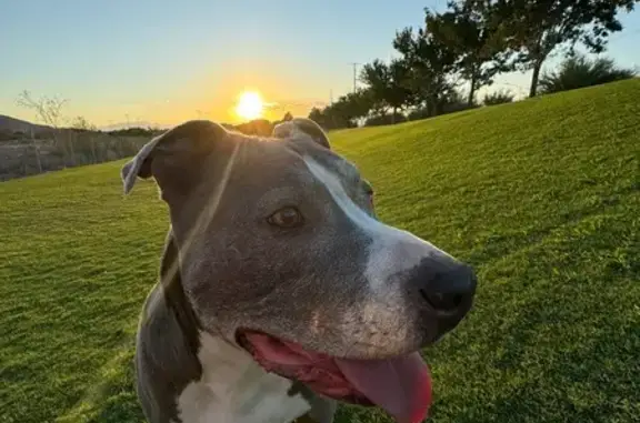 Lost Gentle Blue Pit on Champlin Ave