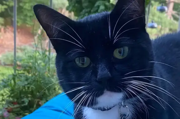 Lost Black Cat: White Chest & Paws, Stratford