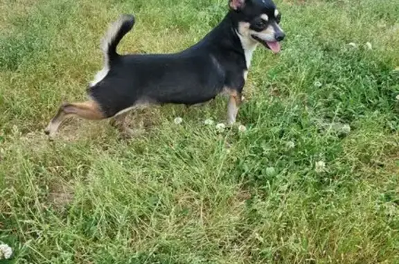 Lost Shy Chihuahua in Fredericksburg