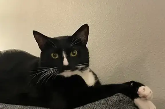 Lost Tuxedo Cat: Friendly & Playful