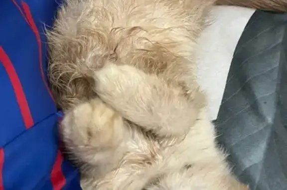 Lost Playful Cat - Sembawang Drive, SG