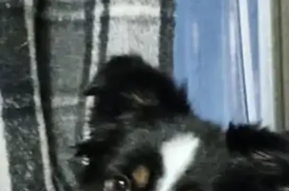 Lost Aussie Dog: Black & White, Thornton