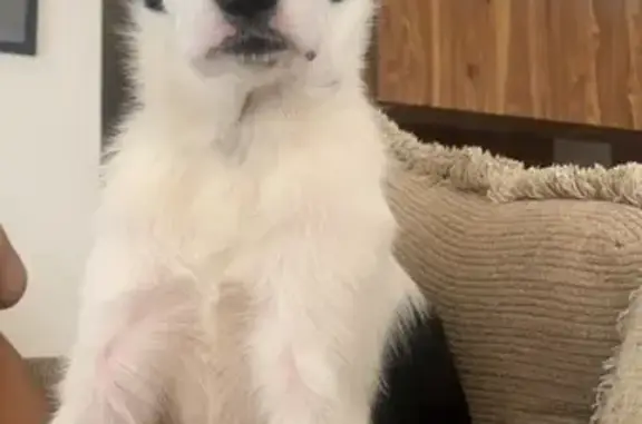 Lost Dog: Oreo the Border Collie Mix