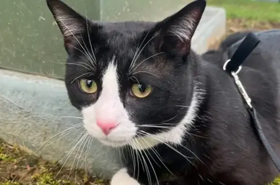 Lost Tuxedo Cat: Vairo Blvd, State College