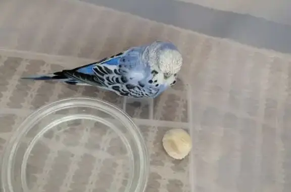Friendly Blue Budgie Found in Drummoyne