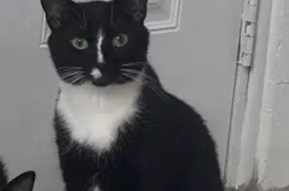 Missing Cat Turtle: Help Find Him Now!