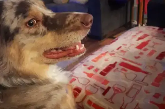 Found: Friendly Multicolored Dog in Clearwater